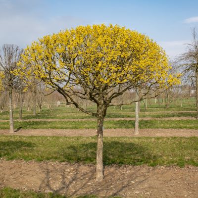 Barockgarten am Schloss Drottningholm in Schweden, umgeben von vierreihigen Kaiser-Linden, die von Lorenz von Ehren gezogen und 2008 geliefert wurden. Heute prägen sie majestätisch die Landschaft.